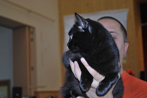 koka